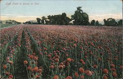 Leek Field in Bloom Postcard