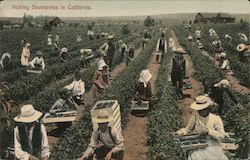 Picking Dewberries in California Postcard