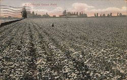 A California Onion Field Postcard