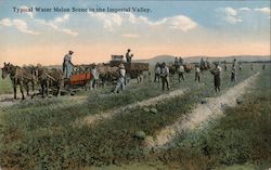 Typical Water Melon Scene in the Imperial Valley Postcard