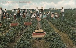 Picking Strawberries in California Postcard