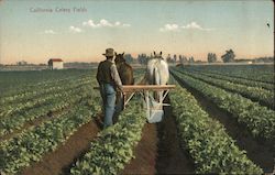 California Celery Fields Postcard