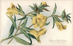 Yellow Monkey Flower - California Wild Flowers Postcard