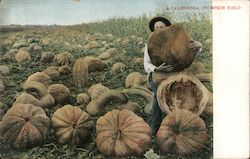 A California Pumpkin Field Postcard