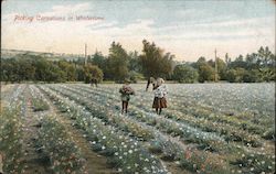 Picking Carnations in Wintertime California Postcard Postcard Postcard