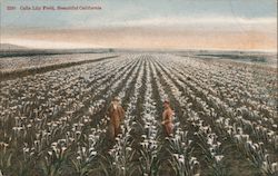 Calla Lily Field, Beautiful California Postcard Postcard Postcard