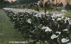 A Lily Hedge in California Postcard