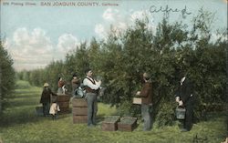 Picking Olives - San Joaquin County Postcard