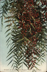 Branch of a California Paper Tree with Berries Postcard