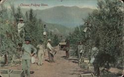 Chinese Picking Olives Postcard