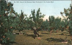 One of the Famous Pear Orchards in the Golden West Postcard