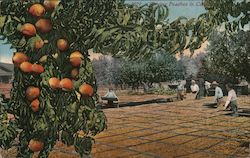 Drying Peaches in California Postcard