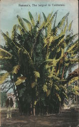 Banana's, The Largest in California Postcard Postcard Postcard