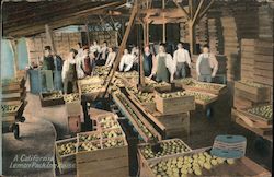 A California Lemon Packing House Postcard