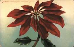 Poinsettia "California's Christmas Flower" Postcard Postcard Postcard