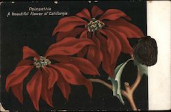 Poinsettia A beautiful Flower of California Postcard