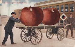 Apples, as grown in California Postcard