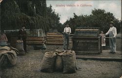 Grading Walnuts in California Postcard