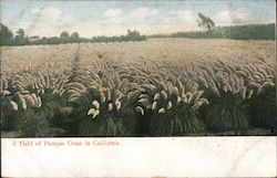 A Field of Pampas Grass California Postcard Postcard Postcard