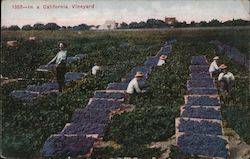 In a California Vineyard Postcard