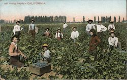 Picking Grapes Postcard