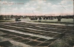 Drying Peaches in California Postcard