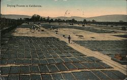 Drying Prunes in California Postcard