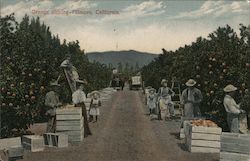 Orange Picking Fillmore, CA Postcard Postcard Postcard