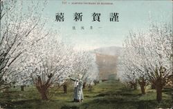 Almond Orchard in Blossom (Chinese or Japanese Writing) California Postcard Postcard Postcard