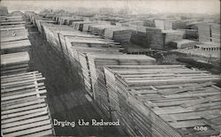 Drying the Redwood Postcard