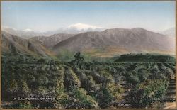 A California Orange Grove Postcard Postcard Postcard