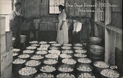 One Days Reward - 780 Dozen Eggs Petaluma, CA Postcard Postcard Postcard