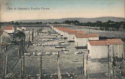 One of Sonoma's Poultry Farms California Postcard Postcard Postcard