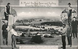 A Model Poultry Farm and Poultry Experts Petaluma, CA Postcard Postcard Postcard