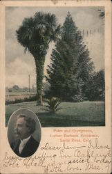 Palm and Evergreens, Luther Burbank Residence Postcard