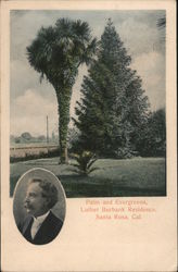 Palm and Evergreens Luther Burbank Residence Postcard