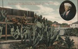 Cacti, Luther Burbank's Experimenta Grounds Santa Rosa, CA Postcard Postcard Postcard