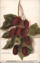 Luther Burbank's Phenomenal Berry Postcard