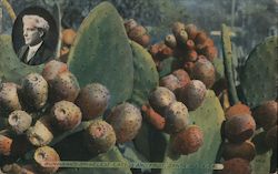 Burbank's Spineless Cactus and Fruit Postcard