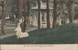 The Park, Sutro Heights Postcard