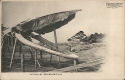 Whale Skeleton Pacific Grove, CA Postcard Postcard Postcard