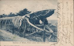 Skeleton of Whale, Point Lobos near Carmel Cal. Postcard