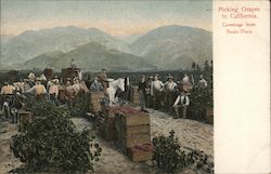 Picking Grapes in California Santa Rosa, CA Postcard Postcard Postcard