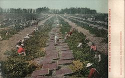 Picking and Drying Raisin Grapes in California Postcard