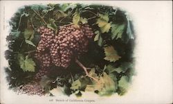 Bunch of California Grapes Postcard Postcard Postcard