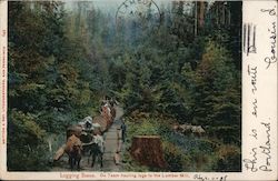 Logging Scene. Ox Team hauling logs to the Lumber Mill California Postcard Postcard Postcard