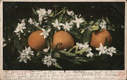 Oranges and Blossoms Florida Postcard Postcard Postcard