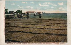 Ten Acres of Peaches, Showing Manner of Sun Drying, An Important California Industry Postcard