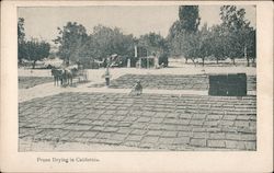 Prune Drying in California Postcard