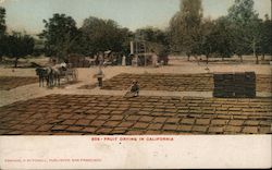 Fruit Drying in California Postcard